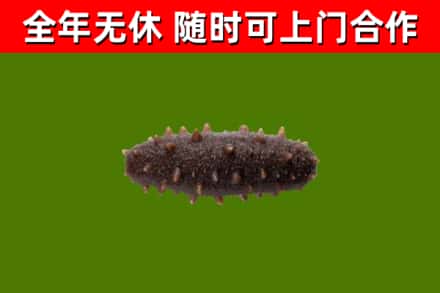 临湘市回收海参干